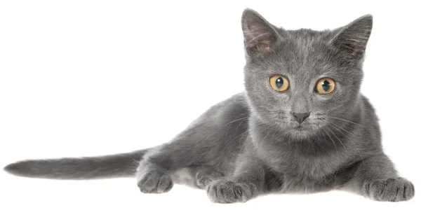 Small gray shorthair kitten lie — Stock Photo, Image