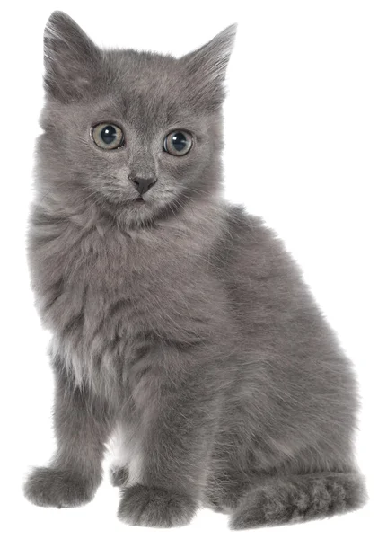 分離された小型灰色ショートヘア子猫座って — ストック写真