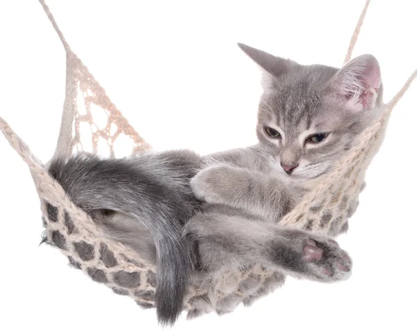 Leuk Locustella katje in hangmat slapen — Stockfoto