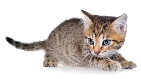 Korthaar bonte kitten leggen — Stockfoto