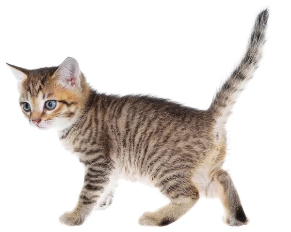 Shorthair brindled gattino va — Foto Stock