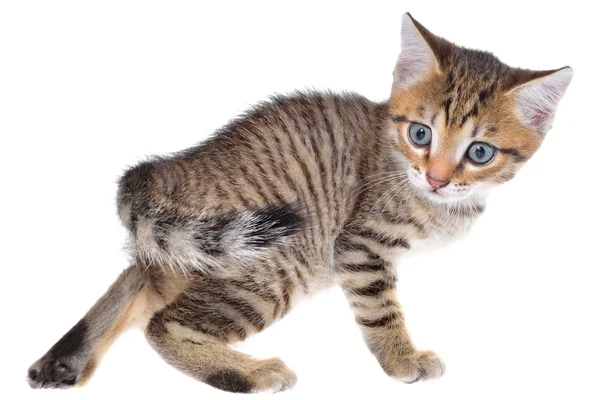 Shorthair brindled gattino giocoso — Foto Stock