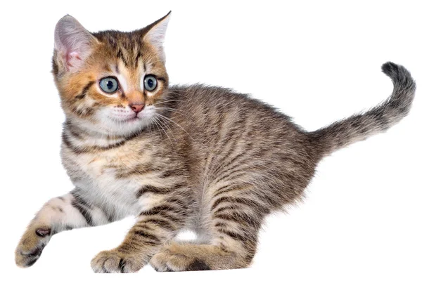 Shorthair brindled gattino va — Foto Stock