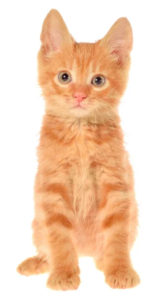 Gatito naranja sentado — Foto de Stock