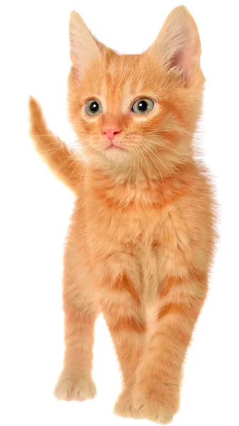 Pomarańczowy kotek idzie — Zdjęcie stockowe