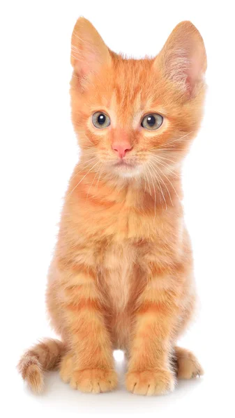 Orange kattunge sitter — Stockfoto