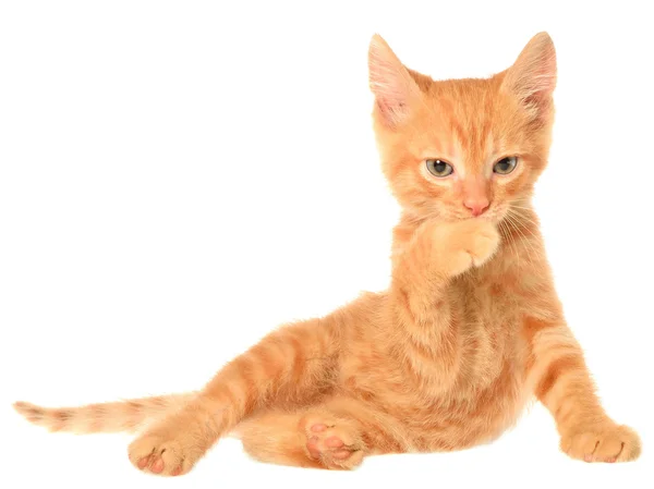 Orange kitten lays and lick — Stock Photo, Image