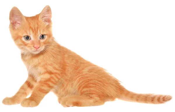 Orange kattunge går — Stockfoto