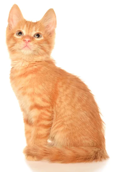 Oranje kitten vergadering geïsoleerd — Stockfoto