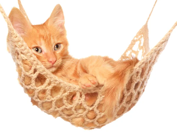 Cute red haired kitten in hammock — Stock Photo, Image