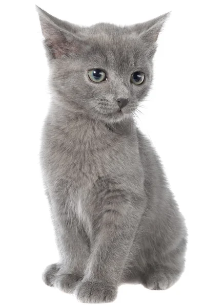 Small gray shorthair kitten sitting — Stock Photo, Image