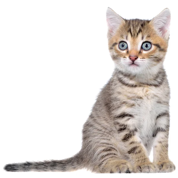 Korthår brindled kattunge — Stockfoto