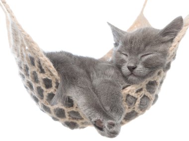 hamakta uyumak tatlı gri kedicik