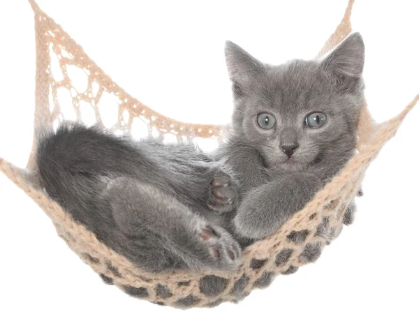 Милый серый котенок лежал в гамаке — стоковое фото