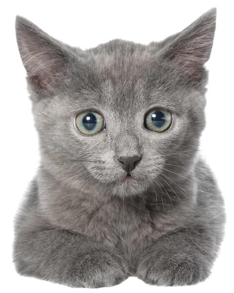 Pequeno gatinho cinza shorthair mentira — Fotografia de Stock