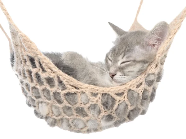 Lindo británico taquigrafía tabby gatito durmiendo en hamaca — Foto de Stock