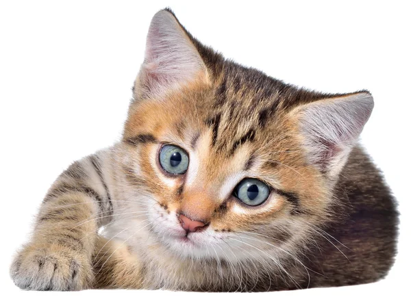 Cabelo curto brindle gatinho leigos — Fotografia de Stock