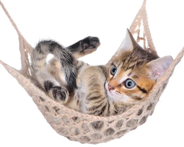 Krátké vlasy žíhaná kotě ležel v houpací síti — Stock fotografie