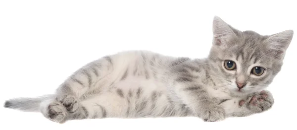 英国短毛猫虎斑小猫躺在孤立 — 图库照片