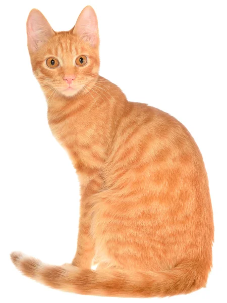 Orange kattunge sitter — Stockfoto