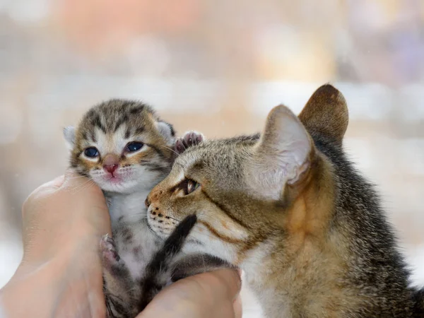 Pequeño gatito tabby yacía en sus manos y madre gato —  Fotos de Stock