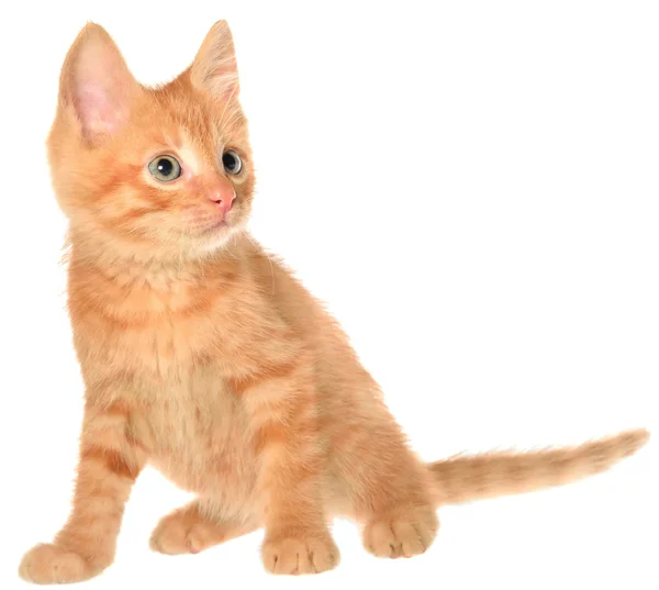 Oranje kitten vergadering geïsoleerd — Stockfoto