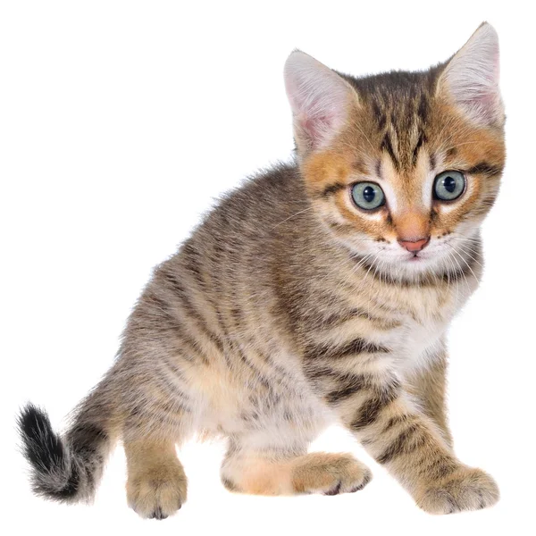 Shorthair brindled kitten playful — Stock Photo, Image