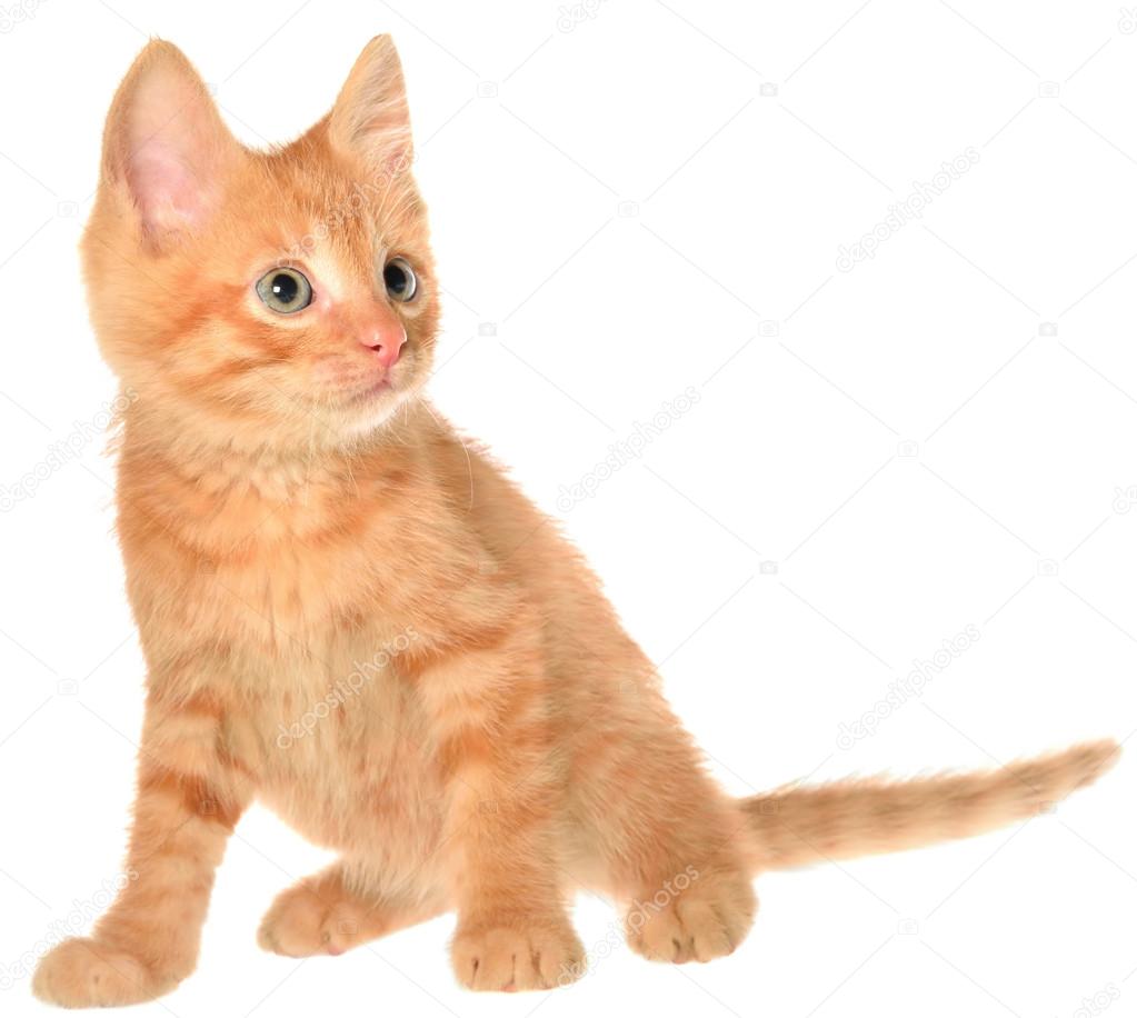 Orange kitten sitting isolated — Stock Photo © LuGrish 96014686