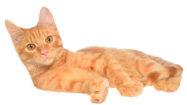 橙色小猫躺在侧视图 — 图库照片