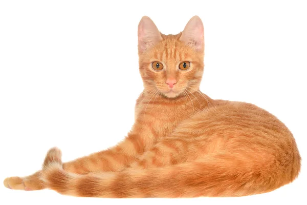 Orange kitten lays on a side view — Stock Photo, Image