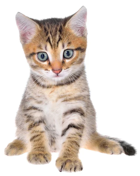 Shorthair brindled kitten — Stock Photo, Image