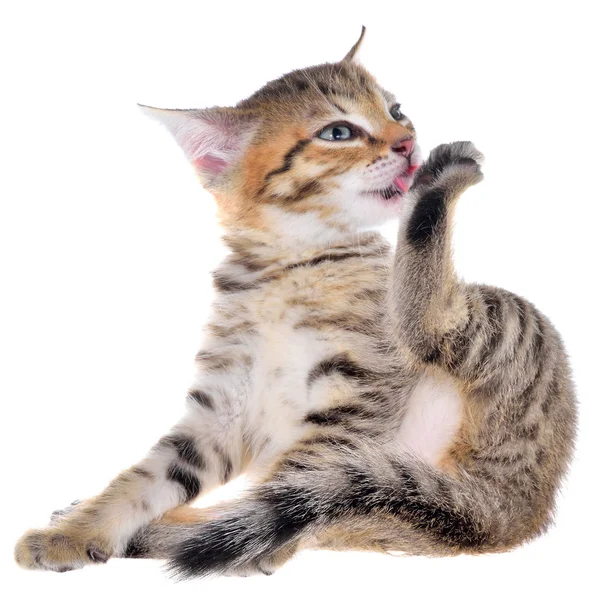 Stenografia pręgowane kotek usta — Zdjęcie stockowe
