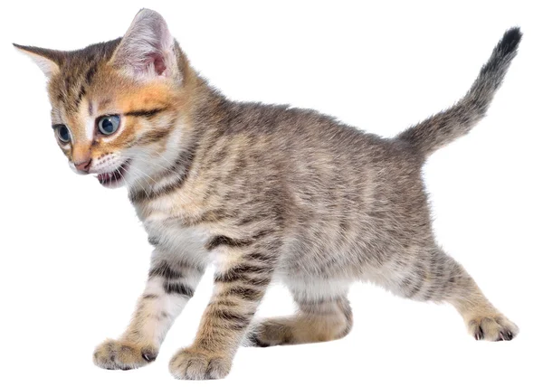 Bonte kitten korthaar kruipen sluipen — Stockfoto