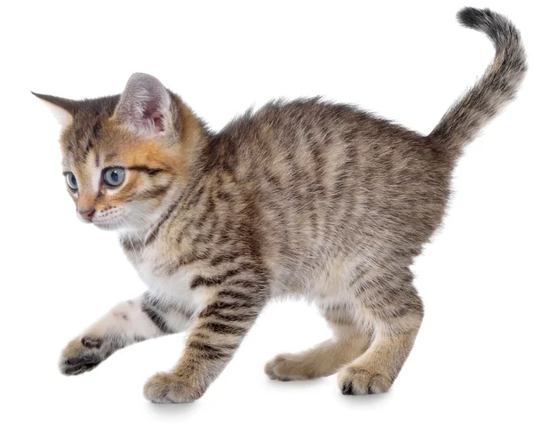 Korthaar bonte kitten speelse — Stockfoto