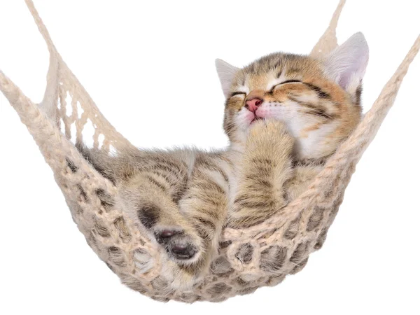 Short Hair brindle kitten sleep in hammock — Stock Photo, Image