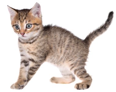 Stenografi brindled kitten gider