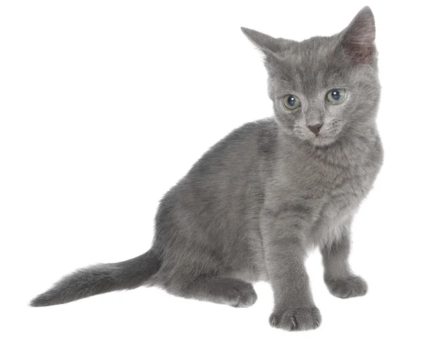 Pequeño gris pelo corto gatito sentado aislado — Foto de Stock