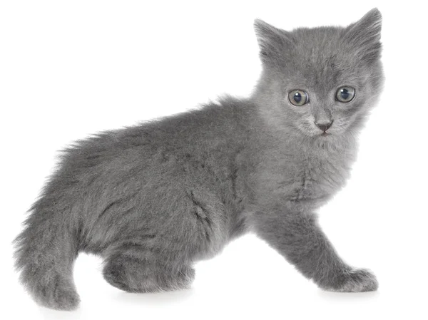 Baldadig kleine kitten geïsoleerd — Stockfoto