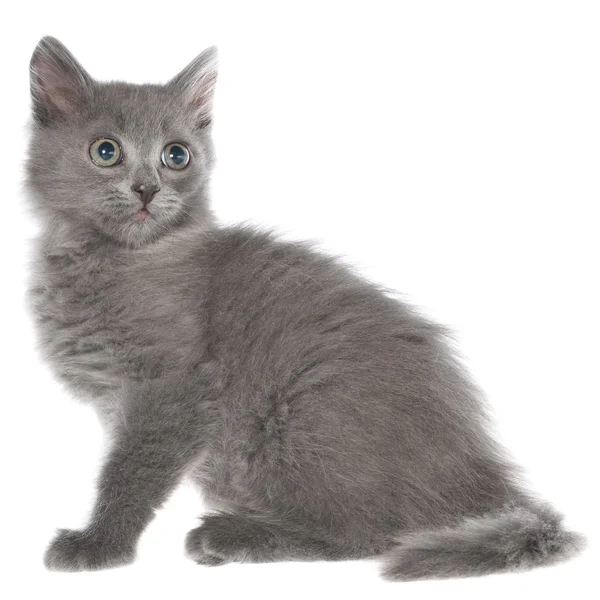 Kleine grijze langharige kitten zitten — Stockfoto