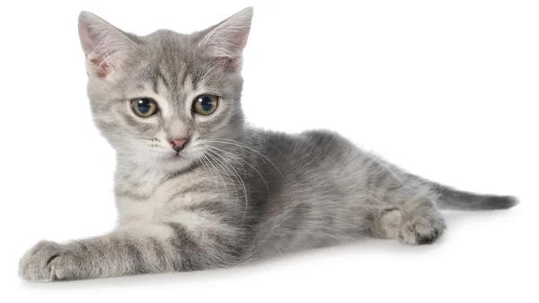 British shorthair tabby kitten lay isolated — Stock Photo, Image