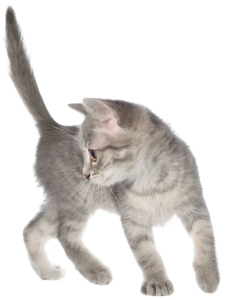 Britisch kurzhaar gestromt kitten funny — Stockfoto