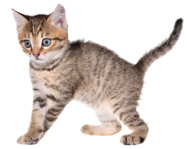 Shorthair brindled kitten goes — Stock Photo, Image