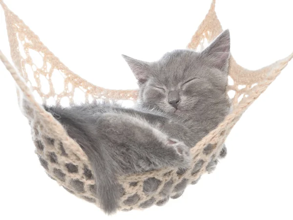 Carino gattino grigio dormire in amaca — Foto Stock