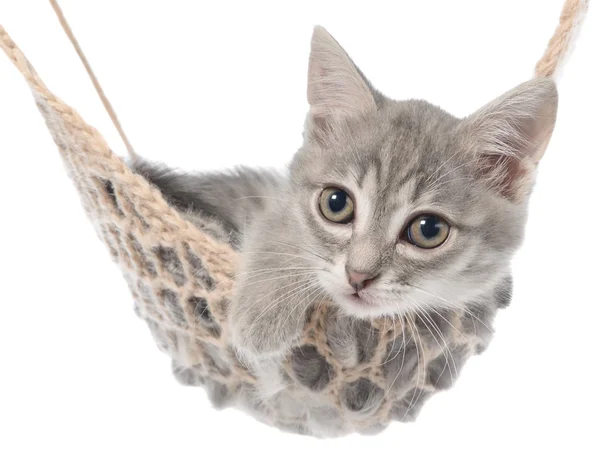 Gatinho listrado bonito dormindo na rede — Fotografia de Stock