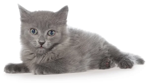 Pequeño gris taquigrafía gatito mentira —  Fotos de Stock