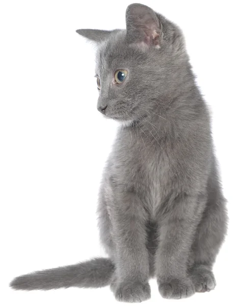 Piccolo gattino stenografia grigio seduto — Foto Stock