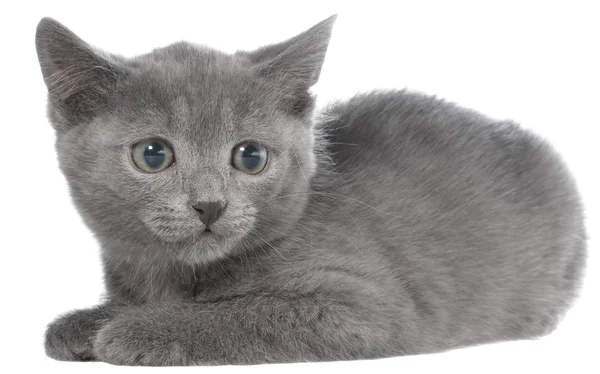 Pequeño gris taquigrafía gatito mentira —  Fotos de Stock