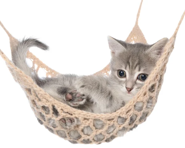 Roztomilé pruhované kotě spí v houpací síti — Stock fotografie