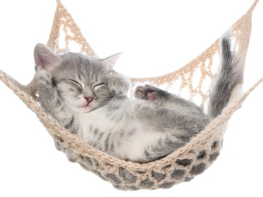 Hamakta uyumak tatlı çizgili kedicik