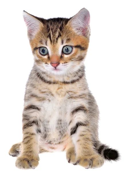 Shorthair brindled kitten — Stock Photo, Image